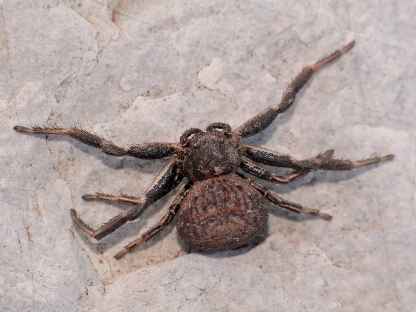 Xysticus bufo in atteggiamento di minaccia - Tolfa (RM)